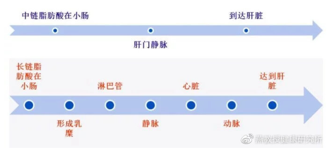MCT中链甘油三酯最大的特点是分子量小,吸收快