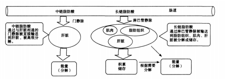 中链脂肪酸